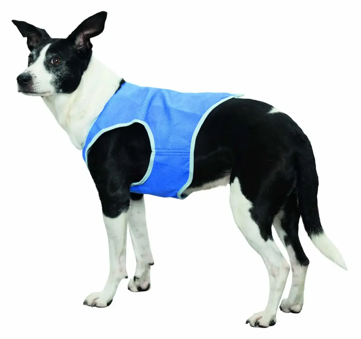 Cooling vest for dogs : Trixie Cooling Vest, PVA, S: 25 cm